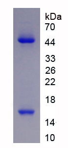 Recombinant MutS Homolog 2 (MSH2)