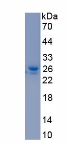 Recombinant RAB1A, Member RAS Oncogene Family (RAB1A)