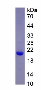 Recombinant Rho/Rac Guanine Nucleotide Exchange Factor 2 (ARHGEF2)