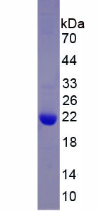 Recombinant Rho/Rac Guanine Nucleotide Exchange Factor 2 (ARHGEF2)