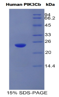 Recombinant Phosphoinositide-3-Kinase Catalytic Beta Polypeptide (PIK3Cb)