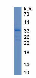 RPJ934Hu01.jpg