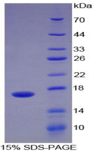 Recombinant A Disintegrin And Metalloproteinase With Thrombospondin 4 (ADAMTS4)