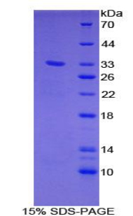 Recombinant GRB2 Associated Binding Protein 1 (GAB1)