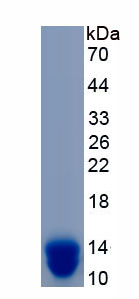 Recombinant Calprotectin (CALPRO)