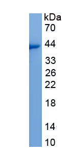 Recombinant Angiogenin 4 (ANG4)