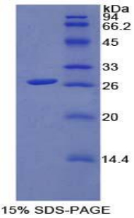 Recombinant Fibroblast Growth Factor Receptor Like Protein 1 (FGFRL1)