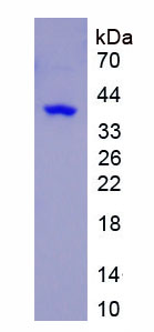 Recombinant Autophagy Related Protein 12 (ATG12)