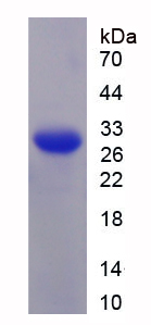 RPL230Hu01.jpg