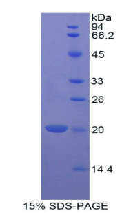 Recombinant B-Cell CLL/Lymphoma 2 Like Protein 2 (Bcl2L2)