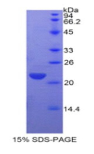 Recombinant C-Type Lectin Domain Family 3, Member B (CLEC3B)