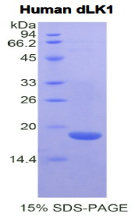 Recombinant Delta Like 1 Homolog (dLK1)