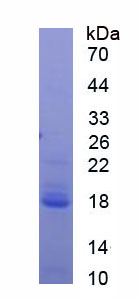 Recombinant Eukaryotic Translation Initiation Factor 4E Binding Protein 1 (EIF4EBP1)