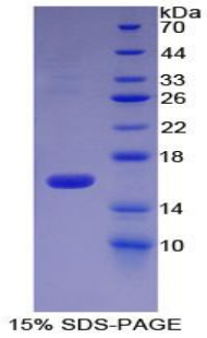 Recombinant High Temperature Requirement Factor A1 (HTRA1)