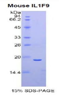 Recombinant Interleukin 1 Family, Member 9 (IL1F9)