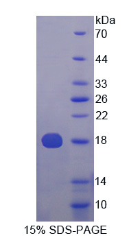 Recombinant Ubiquitin Cross Reactive Protein (UCRP)