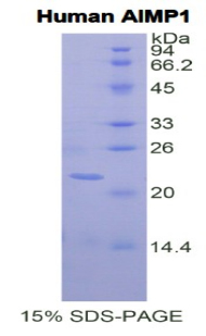 Recombinant Aminoacyl tRNA Synthetase Complex Interacting Multifunctional Protein 1 (AIMP1)