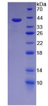 Recombinant Wingless Type MMTV Integration Site Family, Member 4 (WNT4)