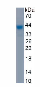 Recombinant Wingless Type MMTV Integration Site Family, Member 2 (WNT2)