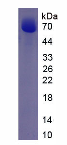 Recombinant Wingless Type MMTV Integration Site Family, Member 1 (WNT1)