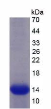 Recombinant Semaphorin 5B (SEMA5B)