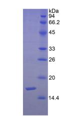 Recombinant Semaphorin 3F (SEMA3F)