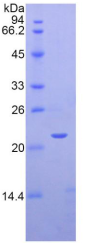 Recombinant Semaphorin 3F (SEMA3F)