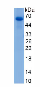 Recombinant Nuclear Factor, Interleukin 3 Regulated (NFIL3)