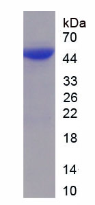 Recombinant Period Circadian Protein 1 (PER1)