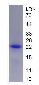 Recombinant Period Circadian Protein 1 (PER1)