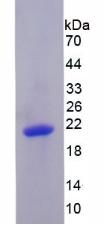 Recombinant PR Domain Containing Protein 1 (PRDM1)