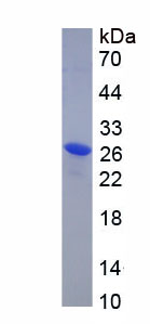 Recombinant V-Ral Simian Leukemia Viral Oncogene Homolog A (RALA)