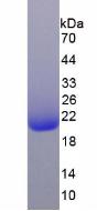 Recombinant R-Spondin 1 (RSPO1)