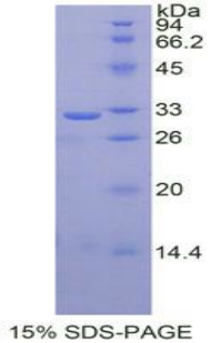 Recombinant Tomoregulin 1 (TR1)