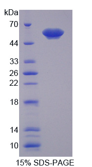 Recombinant Tomoregulin 1 (TR1)