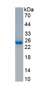 Recombinant Ras Related C3 Botulinum Toxin Substrate 1 (Rac1)