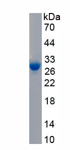 Recombinant Transmembrane Protein 173 (TMEM173)