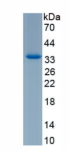 RPN064Hu01.jpg
