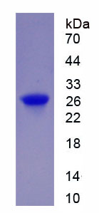 RPN253Hu01.jpg