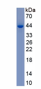 Recombinant C<b>D200</b> Receptor 1 (C<b>D200</b>R1)