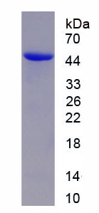 Recombinant ATPase Type 13A3 (ATP13A3)