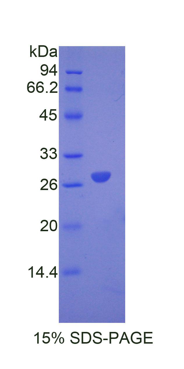 Recombinant Angiopoietin Like Protein 6 (ANGPTL6)