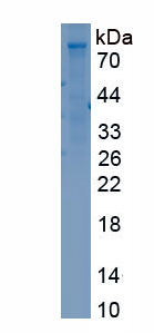 Recombinant SPARC Related Modular Calcium Binding Protein 1 (SMOC1)