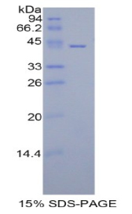 RPN707Hu01.jpg