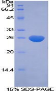 Recombinant Cripto, FRL1, Cryptic Family 1 (CFC1)