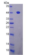 RPN899Hu01.jpg