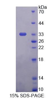 RPN942Hu02.jpg