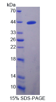 RPP002Hu01.jpg