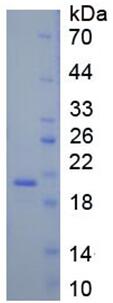 Recombinant Myeloid Derived Growth Factor (MYDGF)