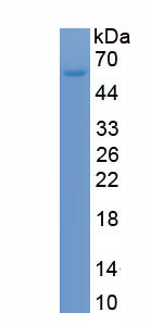 Recombinant Interferon Induced Protein 44 (IFI44)